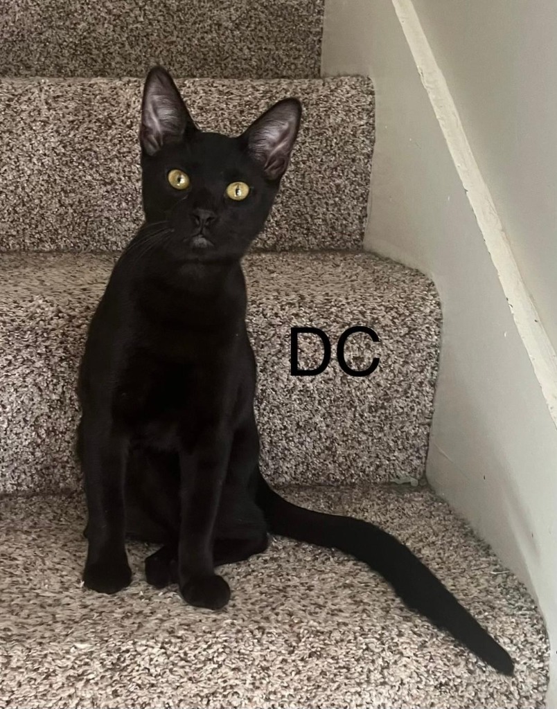 DC, an adoptable Domestic Short Hair in Hoover , AL, 35226 | Photo Image 5