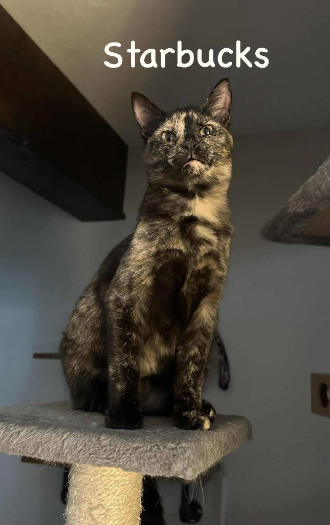 Starbucks, an adoptable Domestic Short Hair in Hoover , AL, 35226 | Photo Image 1