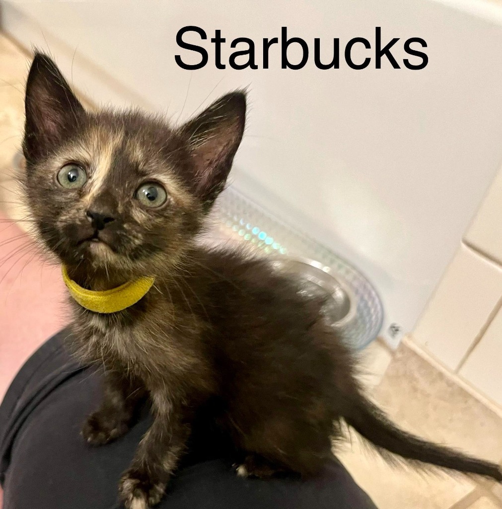 Starbucks, an adoptable Domestic Short Hair in Hoover , AL, 35226 | Photo Image 2