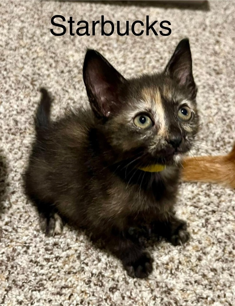 Starbucks, an adoptable Domestic Short Hair in Hoover , AL, 35226 | Photo Image 3