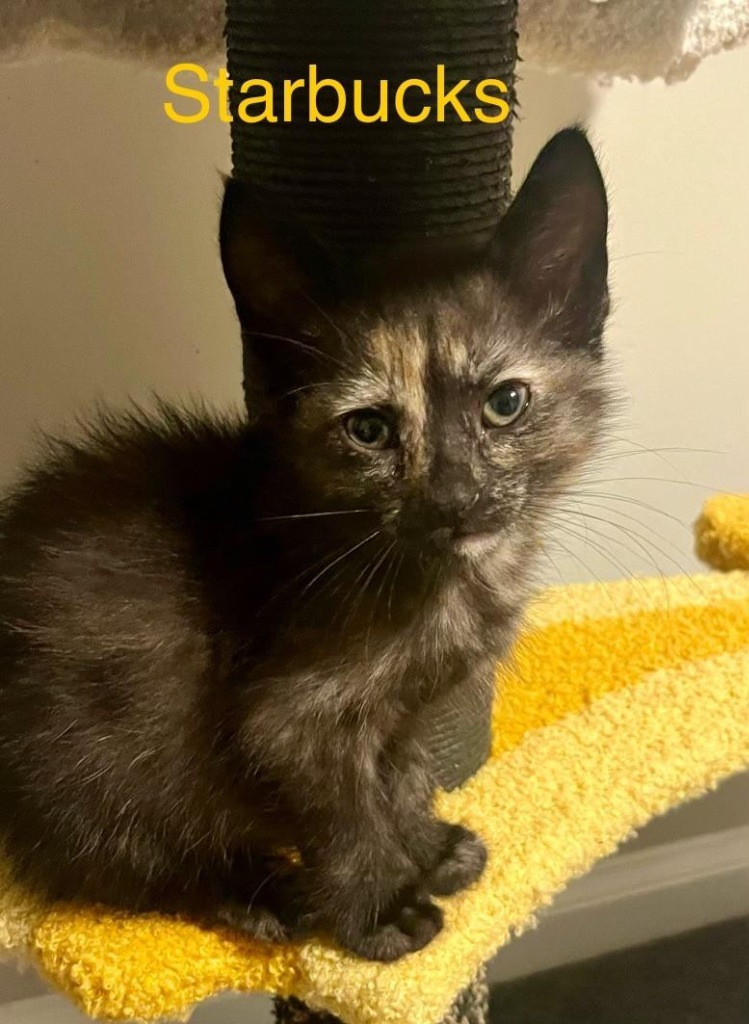 Starbucks, an adoptable Domestic Short Hair in Hoover , AL, 35226 | Photo Image 4