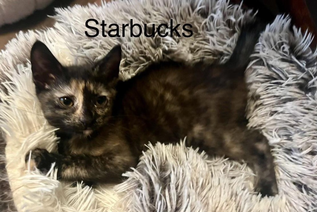 Starbucks, an adoptable Domestic Short Hair in Hoover , AL, 35226 | Photo Image 5