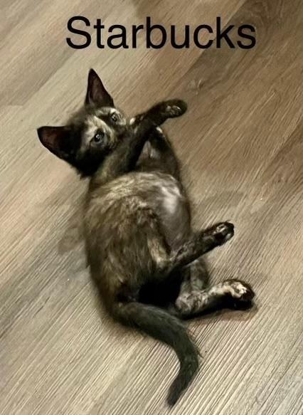 Starbucks, an adoptable Domestic Short Hair in Hoover , AL, 35226 | Photo Image 6