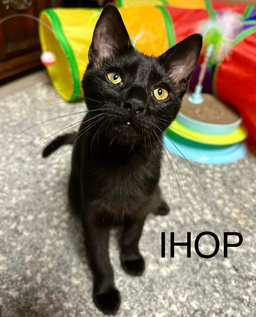 IHOP, an adoptable Domestic Short Hair in Hoover , AL, 35226 | Photo Image 1