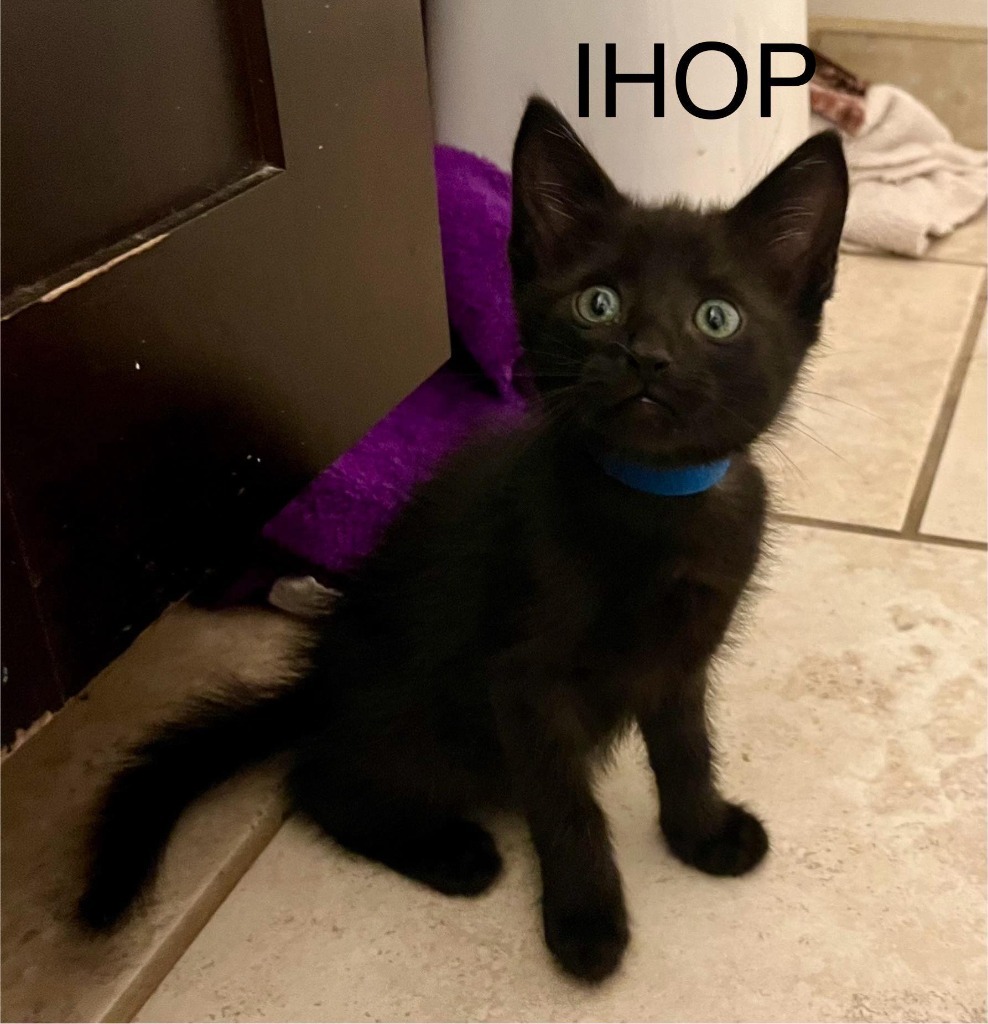 IHOP, an adoptable Domestic Short Hair in Hoover , AL, 35226 | Photo Image 2
