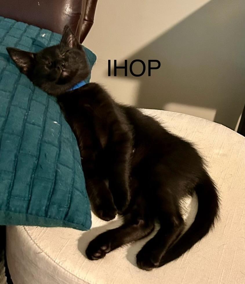 IHOP, an adoptable Domestic Short Hair in Hoover , AL, 35226 | Photo Image 3