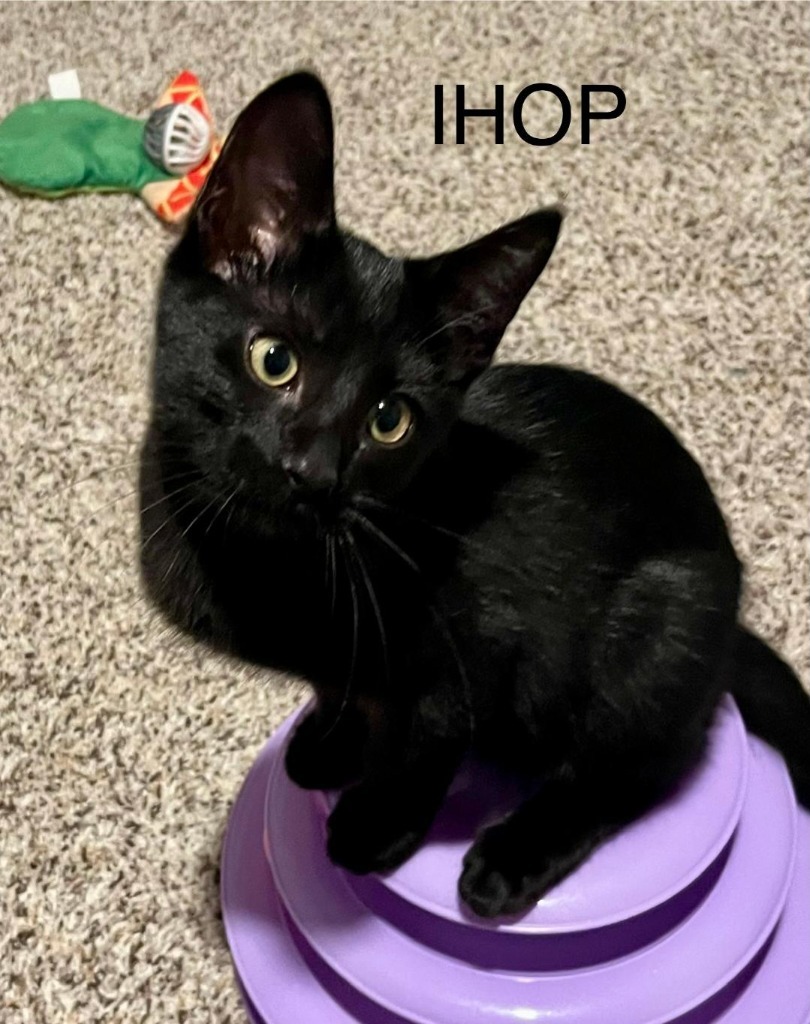 IHOP, an adoptable Domestic Short Hair in Hoover , AL, 35226 | Photo Image 4