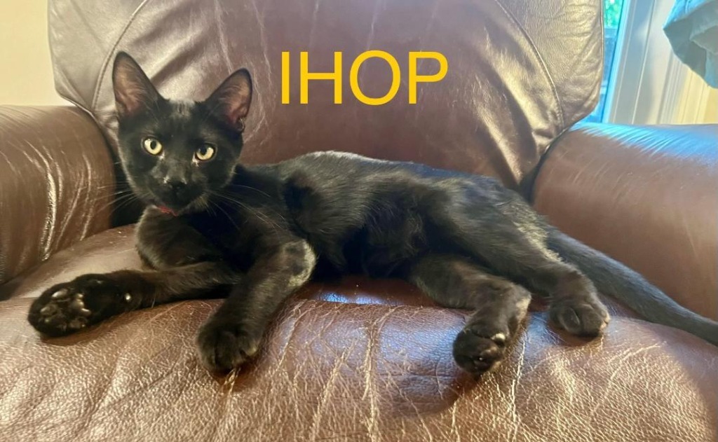 IHOP, an adoptable Domestic Short Hair in Hoover , AL, 35226 | Photo Image 5
