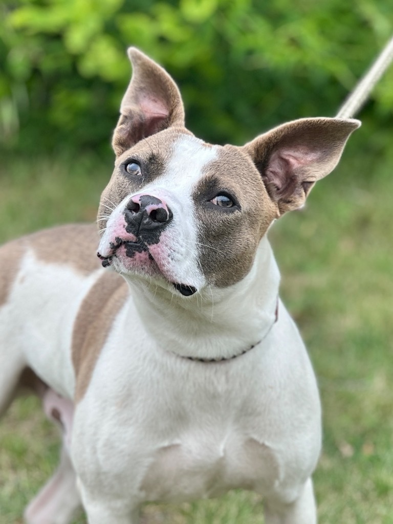 Woody (foster), an adoptable Mixed Breed in Muskegon, MI, 49442 | Photo Image 1