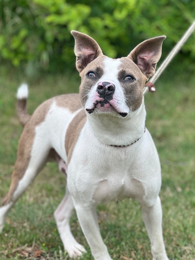 Woody, an adoptable Mixed Breed in Muskegon, MI, 49442 | Photo Image 2