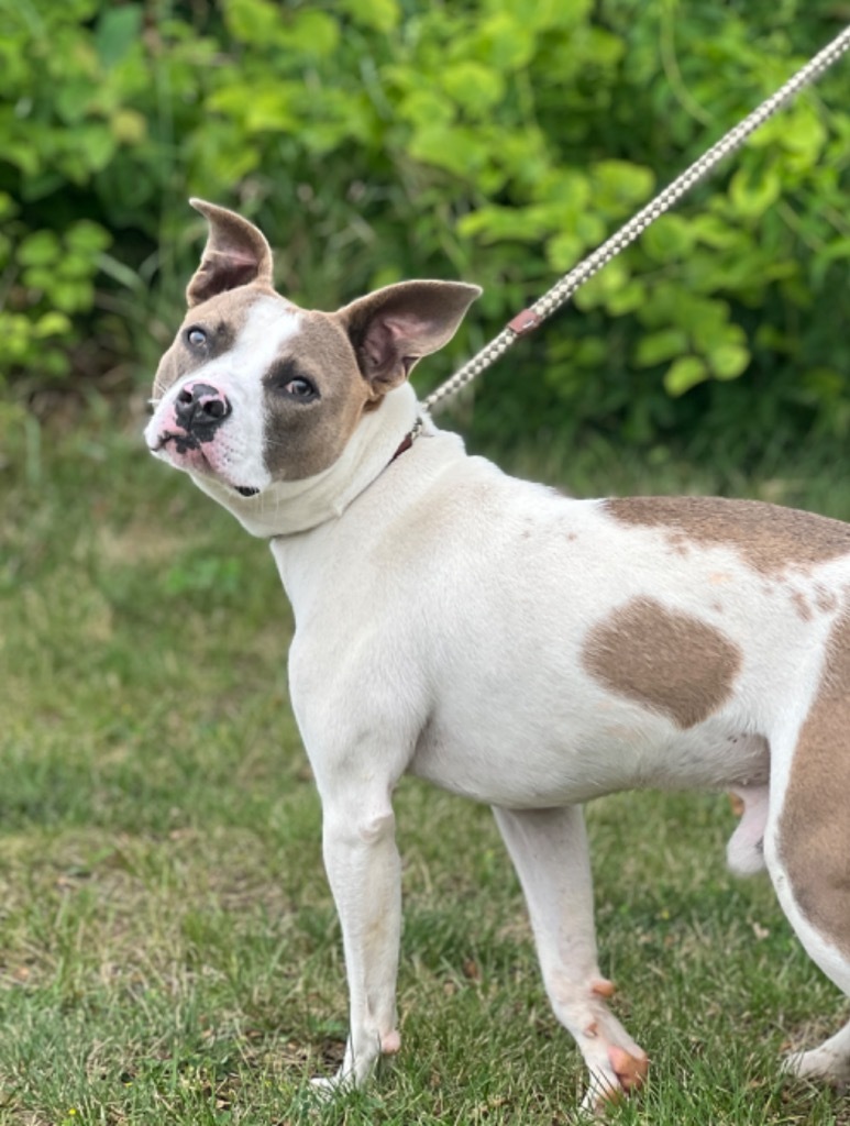 Woody, an adoptable Mixed Breed in Muskegon, MI, 49442 | Photo Image 3