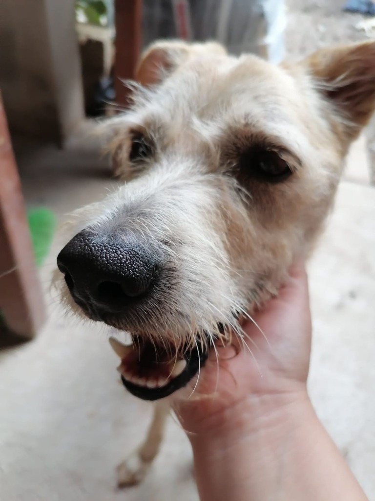 Chop, an adoptable Terrier in San Juan de Abajo, NAY, 63732 | Photo Image 2