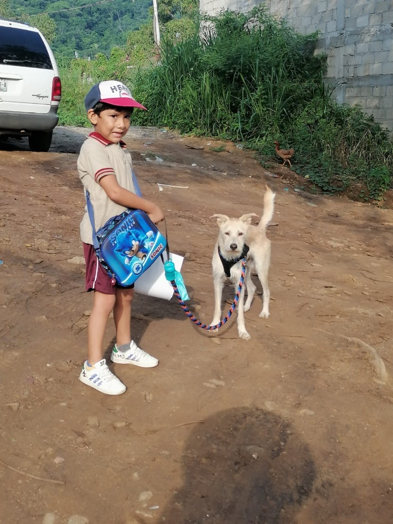 Chop, an adoptable Terrier in San Juan de Abajo, NAY, 63732 | Photo Image 3