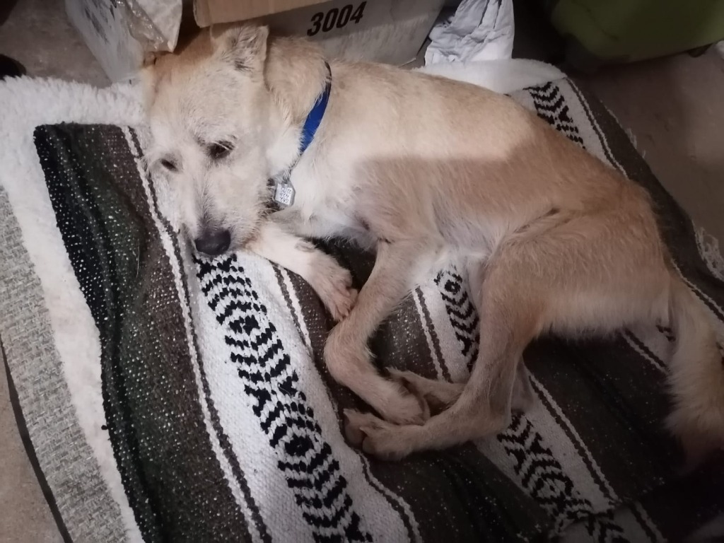 Chop, an adoptable Terrier in San Juan de Abajo, NAY, 63732 | Photo Image 4