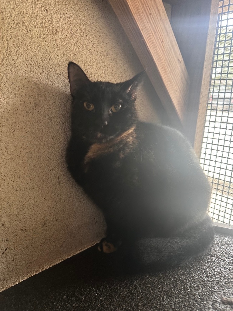 Gal, an adoptable Calico in Fulton, TX, 78358 | Photo Image 1