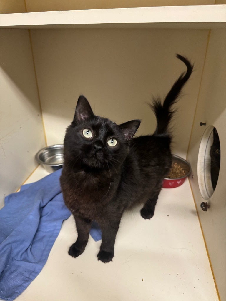 Arrow, an adoptable Domestic Medium Hair in Sorrento, LA, 70778 | Photo Image 2
