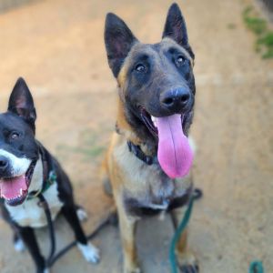 IRVING Belgian Shepherd / Malinois Dog