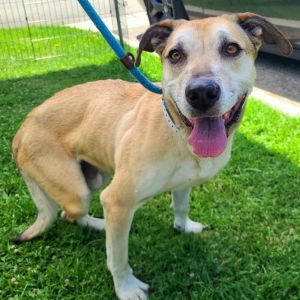 MICKEY Labrador Retriever Dog