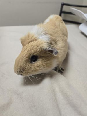 JIM Guinea Pig Small & Furry