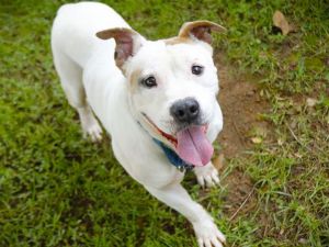 CLYDE American Staffordshire Terrier Dog