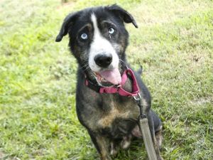 AZTEC Border Collie Dog