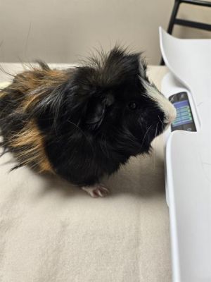 DWIGHT Guinea Pig Small & Furry