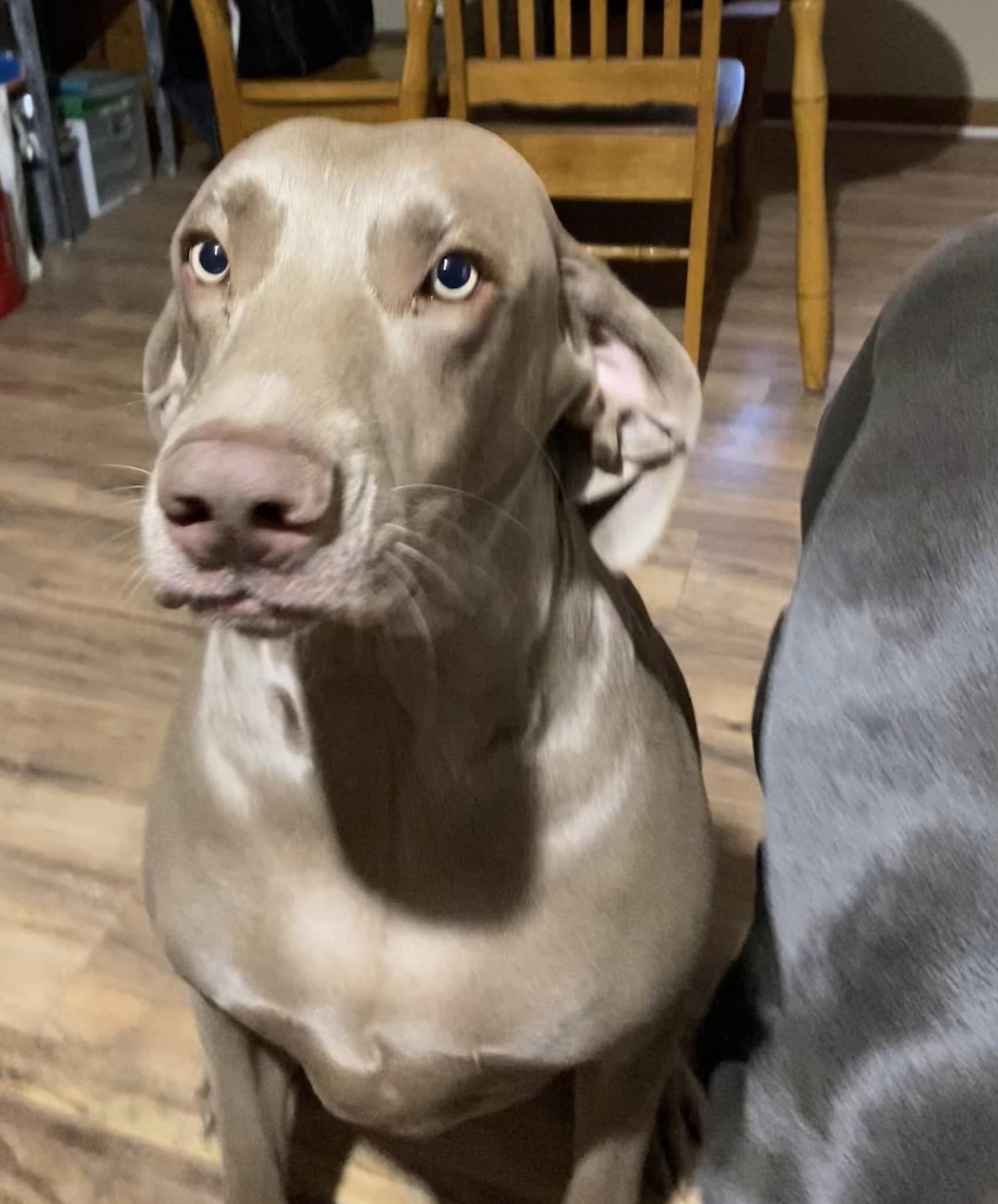 Rusty, an adoptable Weimaraner in Grand Rapids, MI, 49525 | Photo Image 1