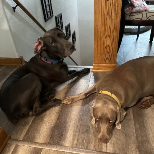 Rusty, an adoptable Weimaraner in Grand Rapids, MI, 49525 | Photo Image 2