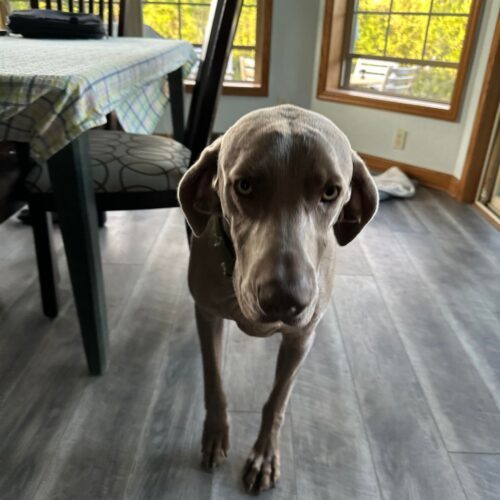 Rusty, an adoptable Weimaraner in Grand Rapids, MI, 49525 | Photo Image 3