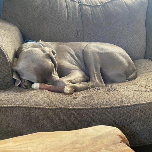 Rusty, an adoptable Weimaraner in Grand Rapids, MI, 49525 | Photo Image 4