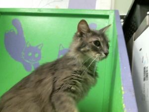 GRANITE Domestic Long Hair Cat