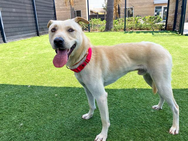 GARY, an adoptable Jindo, Mixed Breed in Tustin, CA, 92782 | Photo Image 1