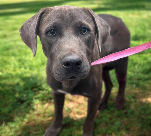 MILO*, an adoptable Labrador Retriever, Weimaraner in Tucson, AZ, 85745 | Photo Image 1