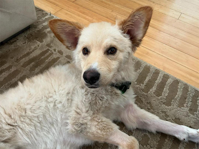 CLARK, an adoptable Jindo, Mixed Breed in Pasadena, CA, 91105 | Photo Image 1