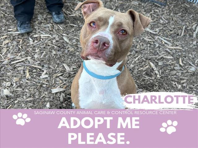 CHARLOTTE, an adoptable Pit Bull Terrier, Mixed Breed in Saginaw, MI, 48602 | Photo Image 1