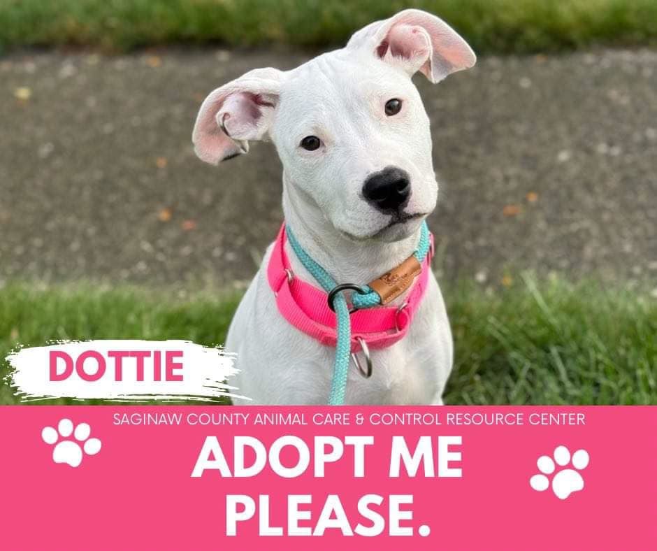 DOTTIE, an adoptable Pit Bull Terrier in Saginaw, MI, 48602 | Photo Image 1