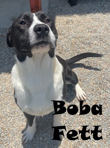 BOBA FETT, an adoptable Australian Shepherd, Bullmastiff in Augusta, GA, 30906 | Photo Image 1