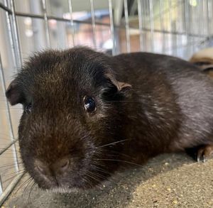 TOMMY Guinea Pig Small & Furry