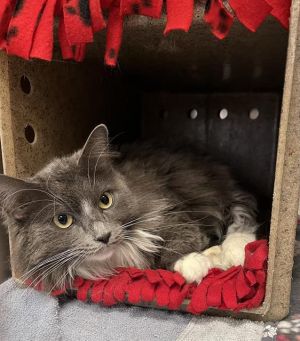 BARN CAT STORMY Domestic Short Hair Cat