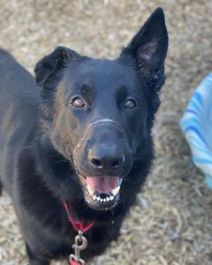 ALVIN German Shepherd Dog Dog