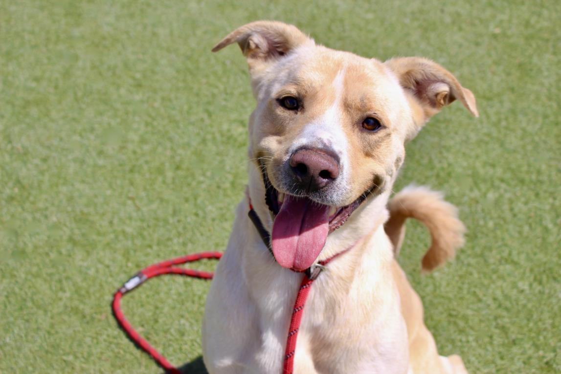 PAWSON, an adoptable Jindo, Mixed Breed in Los Angeles, CA, 90064 | Photo Image 1