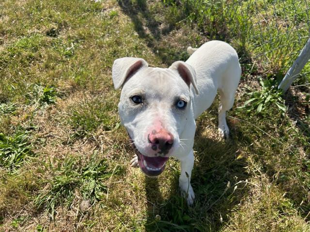 JUSTICE, an adoptable Pit Bull Terrier in McKinleyville, CA, 95519 | Photo Image 1