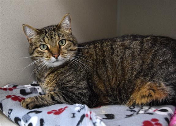 MEOWTIS, an adoptable Domestic Medium Hair in Loveland, CO, 80538 | Photo Image 1