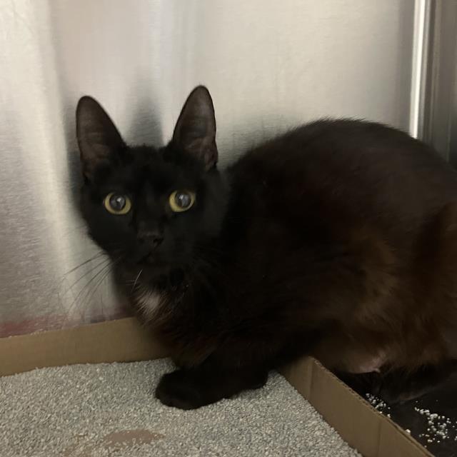 BABY, an adoptable Domestic Short Hair in Santa Maria, CA, 93455 | Photo Image 1