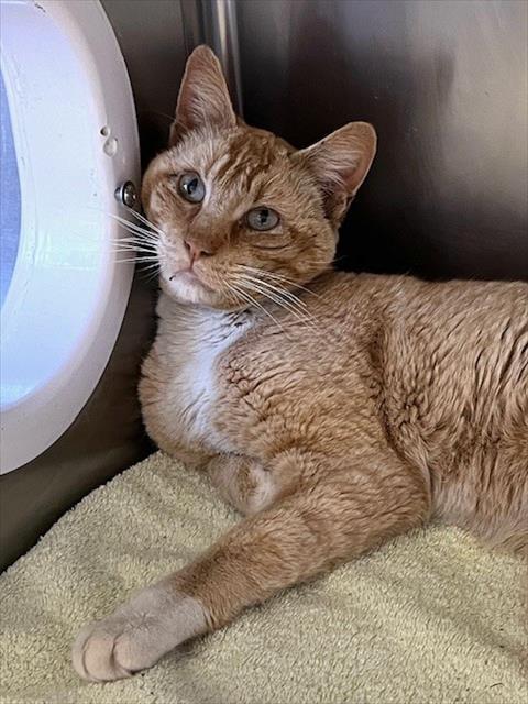 SLINKY, an adoptable Domestic Short Hair in Santa Maria, CA, 93455 | Photo Image 1