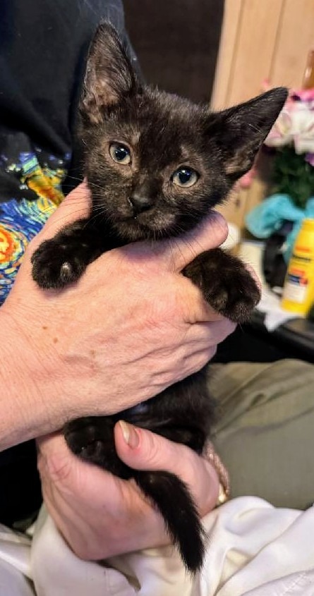 Scorpio, an adoptable Domestic Short Hair in Boerne, TX, 78006 | Photo Image 3
