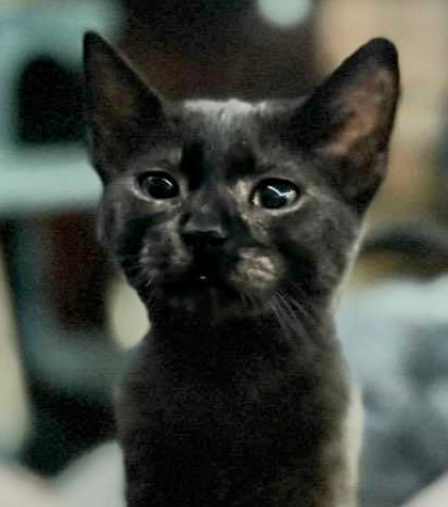Scorpio, an adoptable Domestic Short Hair in Boerne, TX, 78006 | Photo Image 4