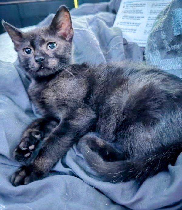 Scorpio, an adoptable Domestic Short Hair in Boerne, TX, 78006 | Photo Image 5