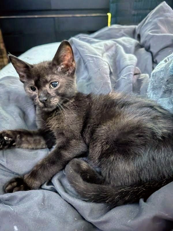 Scorpio, an adoptable Domestic Short Hair in Boerne, TX, 78006 | Photo Image 6
