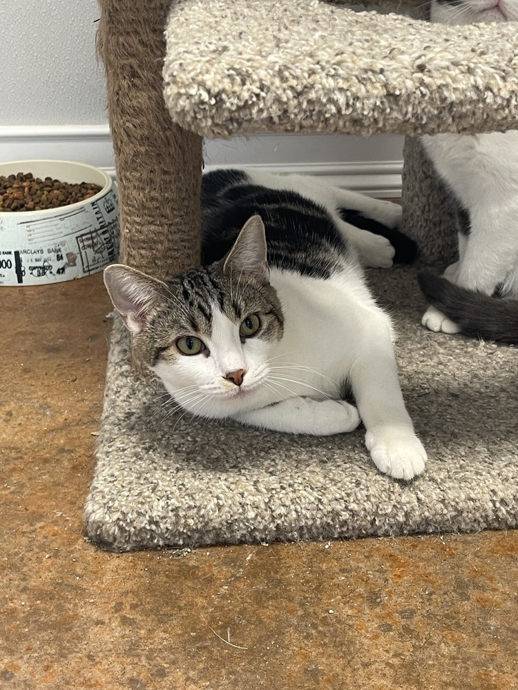 Boogie Bot, an adoptable Domestic Short Hair in Bolivar, MO, 65613 | Photo Image 1
